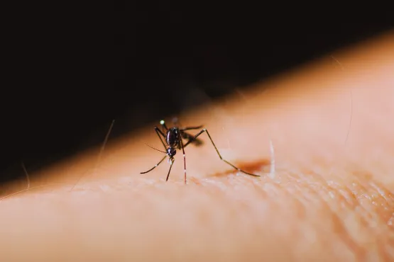 solution moustique toulouse pour eradication